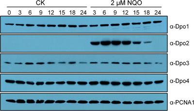 A Unique B-Family DNA Polymerase Facilitating Error-Prone DNA Damage Tolerance in Crenarchaeota